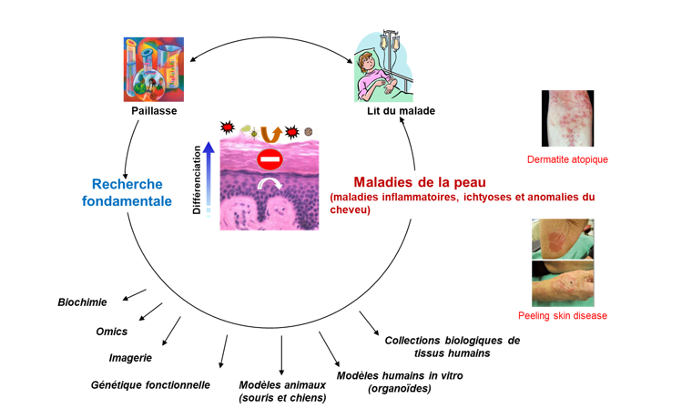 Equipe 02 - M. Simon - Institut Toulousain Des Maladies Infectieuses Et ...