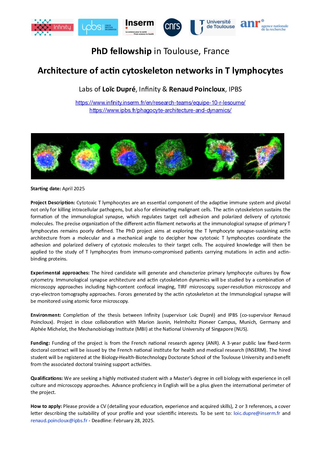 Actin remodelling at the synapse dictates T-cells cytotoxitity efficacy